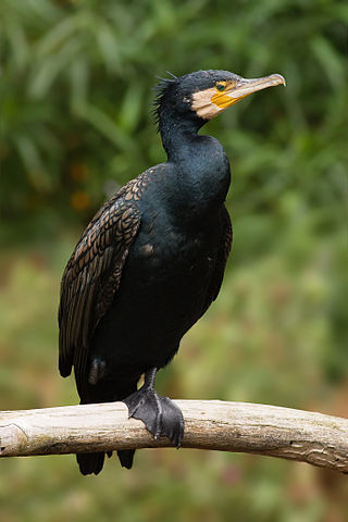 Phalacrocorax carbo by JJ Harrison