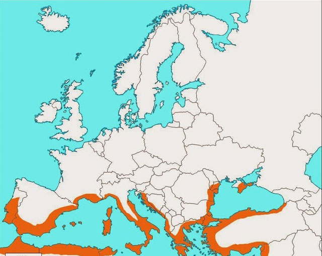 europa-mediterraneaok