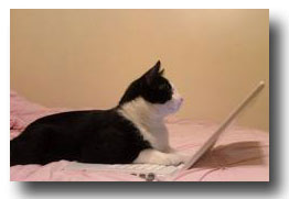 gatto-computer