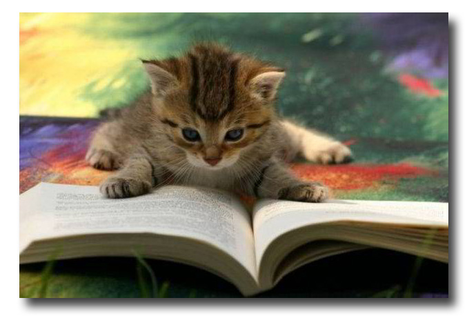 cat