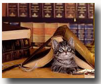 libri-gatto
